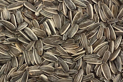 تصویر 2 از انواع تخمه آفتابگردان اعلا + ممتاز و مقرون به صرفه